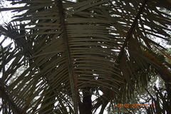 Arenga pinnata