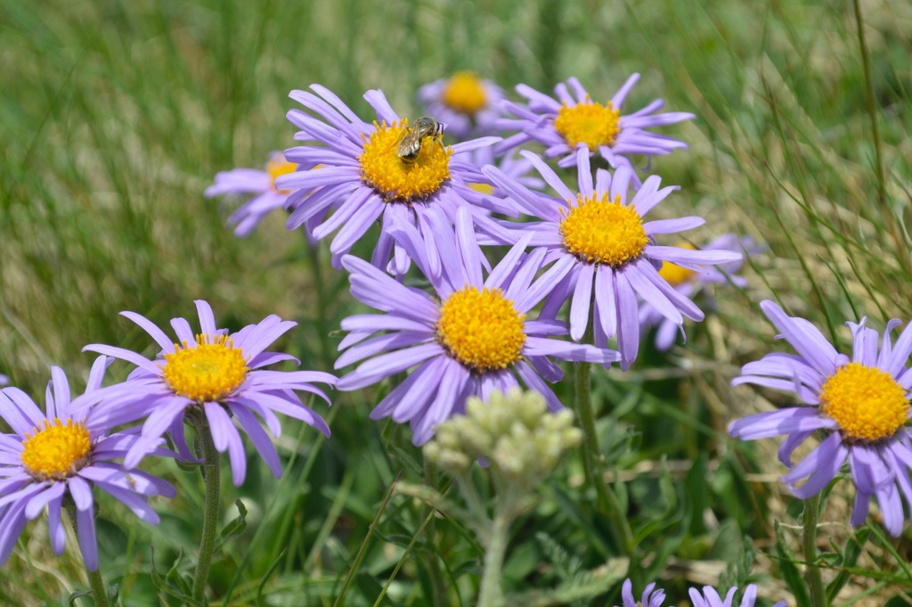 Aster alpino