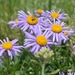 Alpine Aster - Photo (c) Lorenzo Giollo, some rights reserved (CC BY-NC), uploaded by Lorenzo Giollo