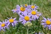 Alpine Aster - Photo (c) Lorenzo Giollo, some rights reserved (CC BY-NC), uploaded by Lorenzo Giollo
