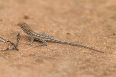 Ctenophorus spinodomus