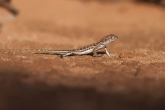 Ctenophorus spinodomus