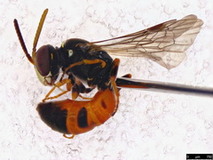 Hylaeus littleri