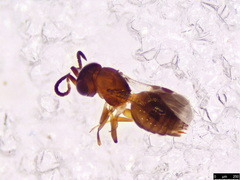 Megaspilidae