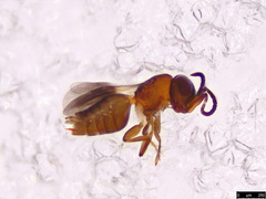 Megaspilidae