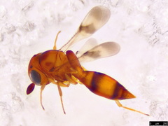 Ceratobaeus