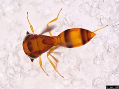 Ceratobaeus