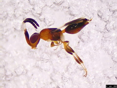 Ceraphronoidea
