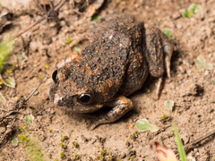 Uperoleia laevigata