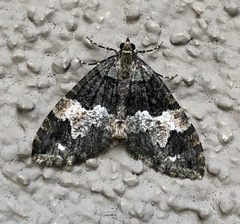 Hydriomena albifasciata