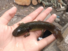 Ambystoma granulosum