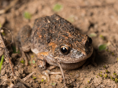Uperoleia laevigata