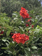 Erythrina crista-galli