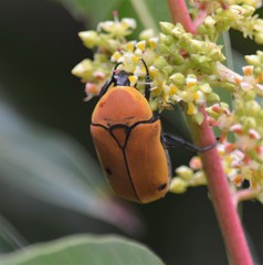 Pachnoda marginata aurantia