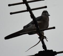 Accipiter badius