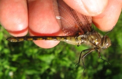 Neurocordulia yamaskanensis