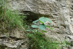 Alchornea davidii