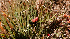 Ephedra gerardiana