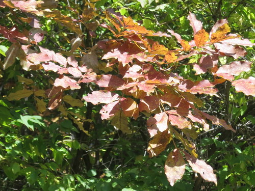 Image of Fraxinus chinensis by (c) Repina Tatyana, some rights reserved (CC BY)