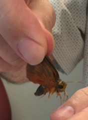 Bibasis harisa consobrina