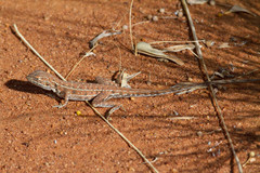 Ctenophorus isolepis