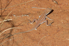 Ctenophorus isolepis