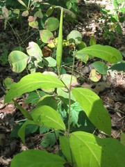 Vincetoxicum ascyrifolium