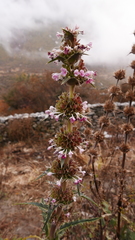 Morina longifolia