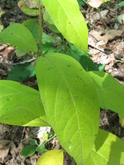 Vincetoxicum ascyrifolium