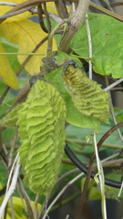 Tracheophyta