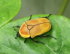 Pachnoda marginata aurantia