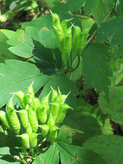 Aconitum axilliflorum