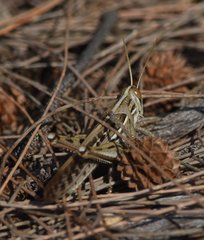 Schistocerca americana