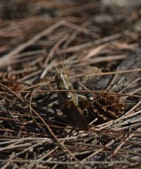 Schistocerca americana