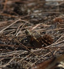 Schistocerca americana