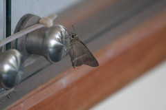 Hasora chromus chromus