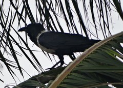 Corvus albus