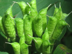 Aconitum axilliflorum