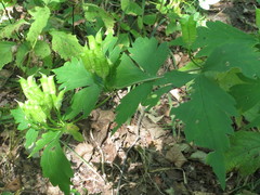 Aconitum axilliflorum