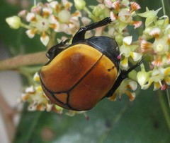 Pachnoda marginata aurantia