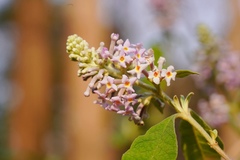 Buddleja officinalis