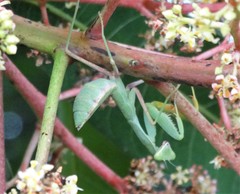 Mantidae