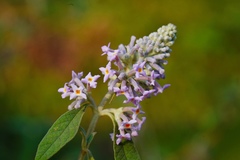 Buddleja officinalis