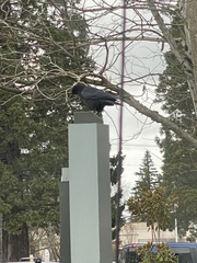 Corvus brachyrhynchos