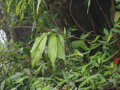 Phaius corymbioides