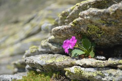 Primula hirsuta