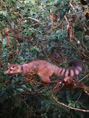Bassariscus sumichrasti