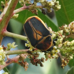 Pachnoda marginata aurantia