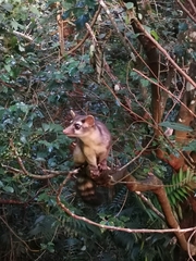Bassariscus sumichrasti