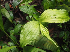 Phaius corymbioides